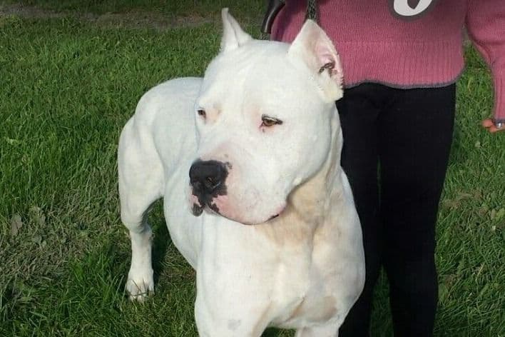 Beautiful, Champion sired dogo argentino puppies breeder image 4