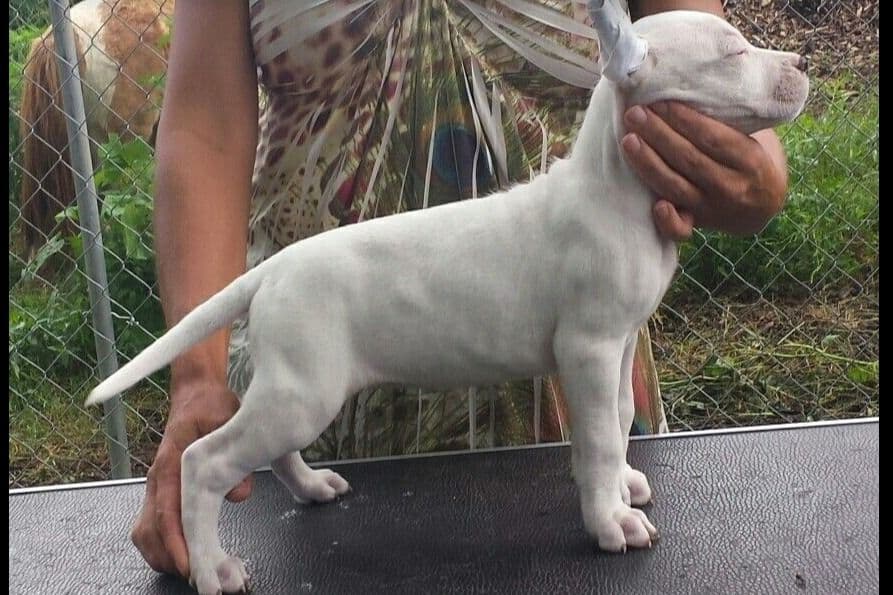 Beautiful, Champion sired dogo argentino puppies breeder image 7