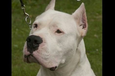 Beautiful, Champion sired dogo argentino puppies breeder image 1