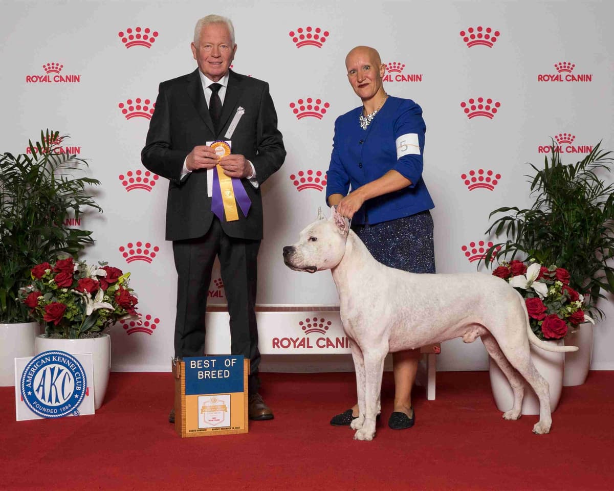 Beautiful, Champion sired dogo argentino puppies breeder image 9
