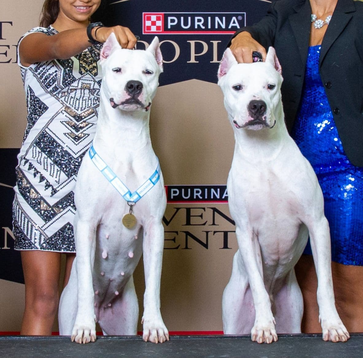 Beautiful, Champion sired dogo argentino puppies breeder image 10