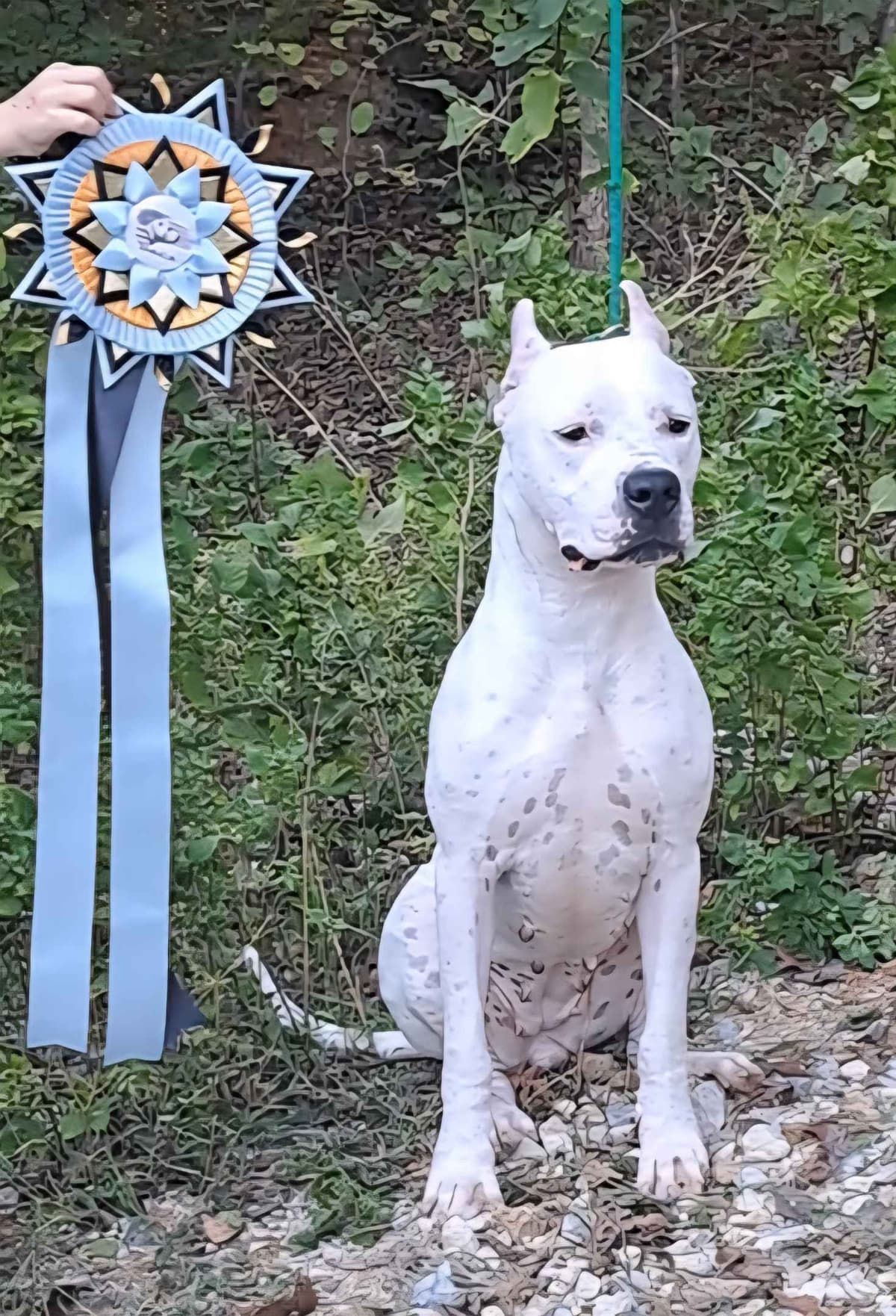 Beautiful, Champion sired dogo argentino puppies breeder image 11