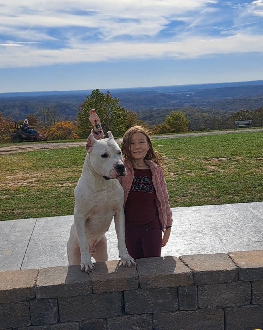 Beautiful, Champion sired dogo argentino puppies breeder image 12