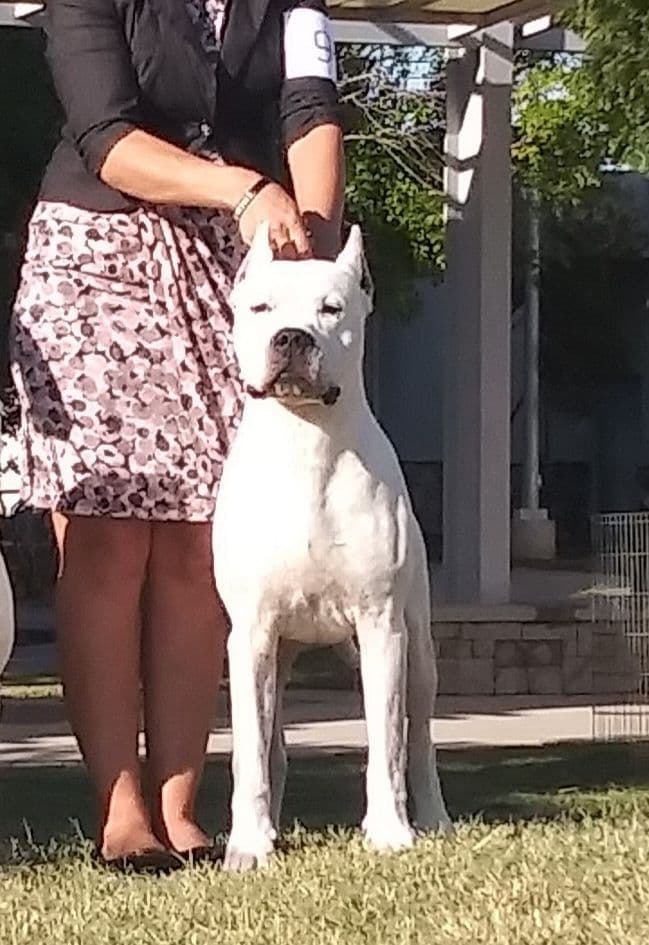 Beautiful, Champion sired dogo argentino puppies breeder image 13