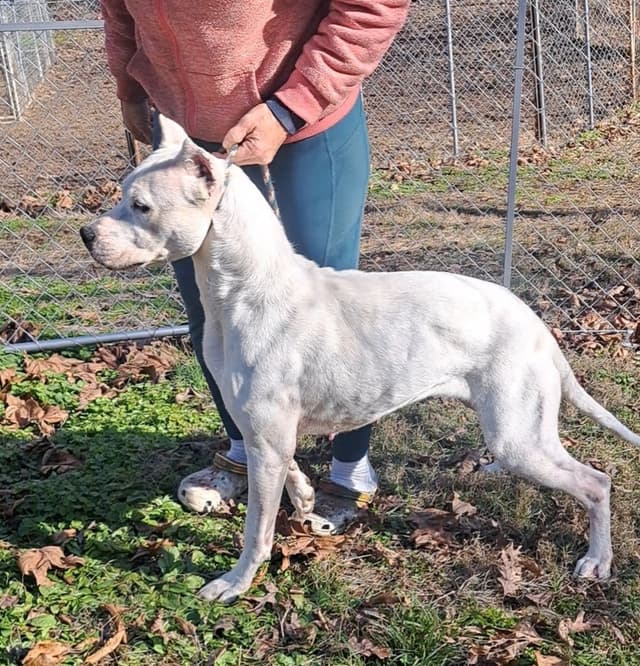 Champion Bred Dogo Agentino Puppies media 2