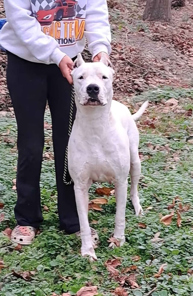 Champion Bred Dogo Agentino Puppies media 3