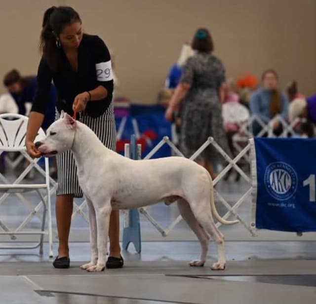 Champion Bred Dogo Agentino Puppies media 7