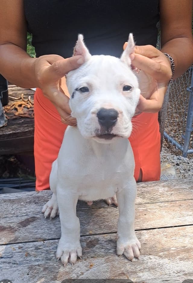Beautiful, Champion sired dogo argentino puppies media 2