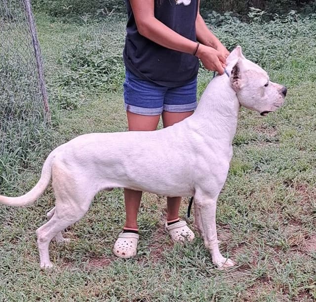Beautiful, Champion sired dogo argentino puppies media 3