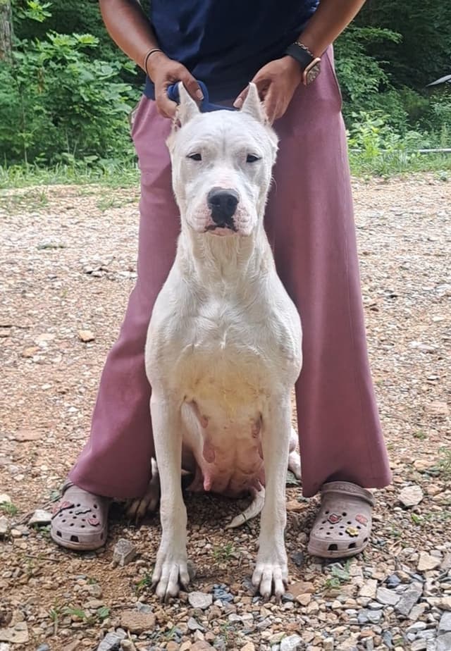 Beautiful, Champion sired dogo argentino puppies media 4