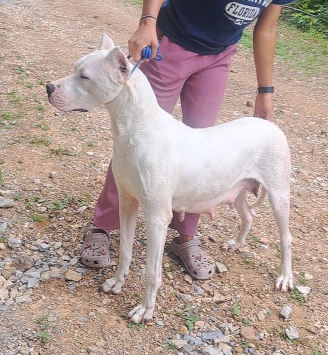 Beautiful, Champion sired dogo argentino puppies media 5
