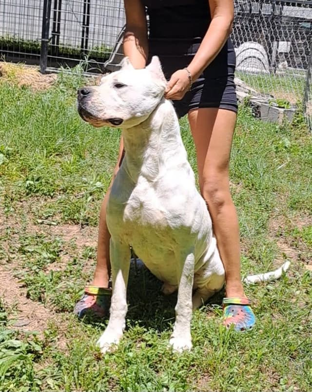 Beautiful, Champion sired dogo argentino puppies media 6