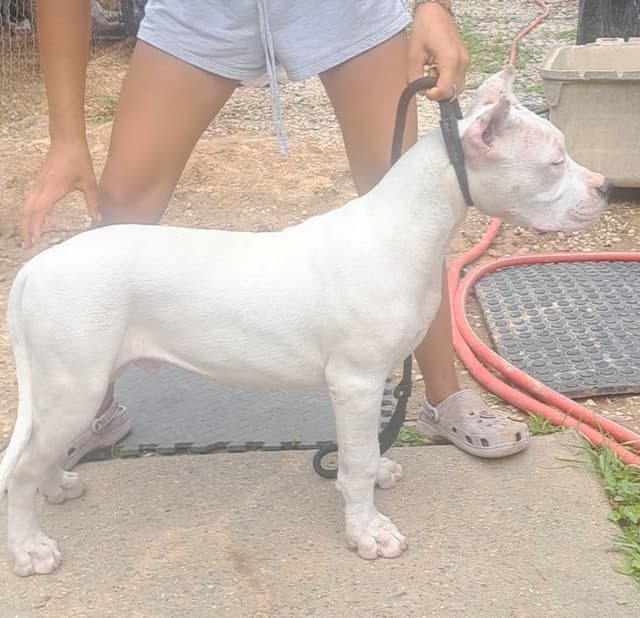 Champion Bred Dogo Agentino Puppies media 10