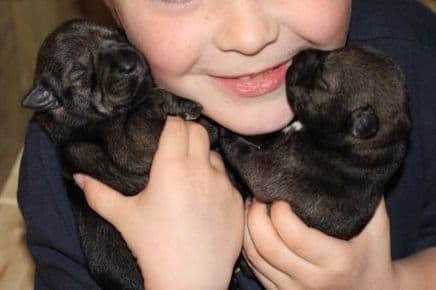 Standard Schnauzer Puppies breeder image 3