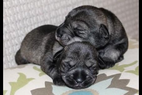 Standard Schnauzer Puppies breeder image 2