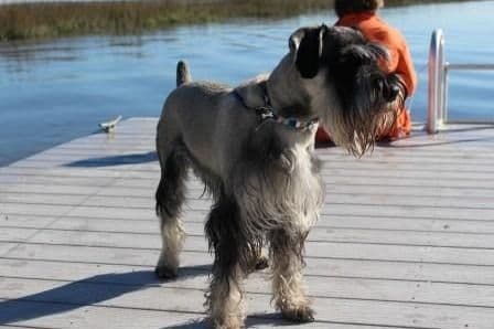 Standard Schnauzer Puppies breeder image 5