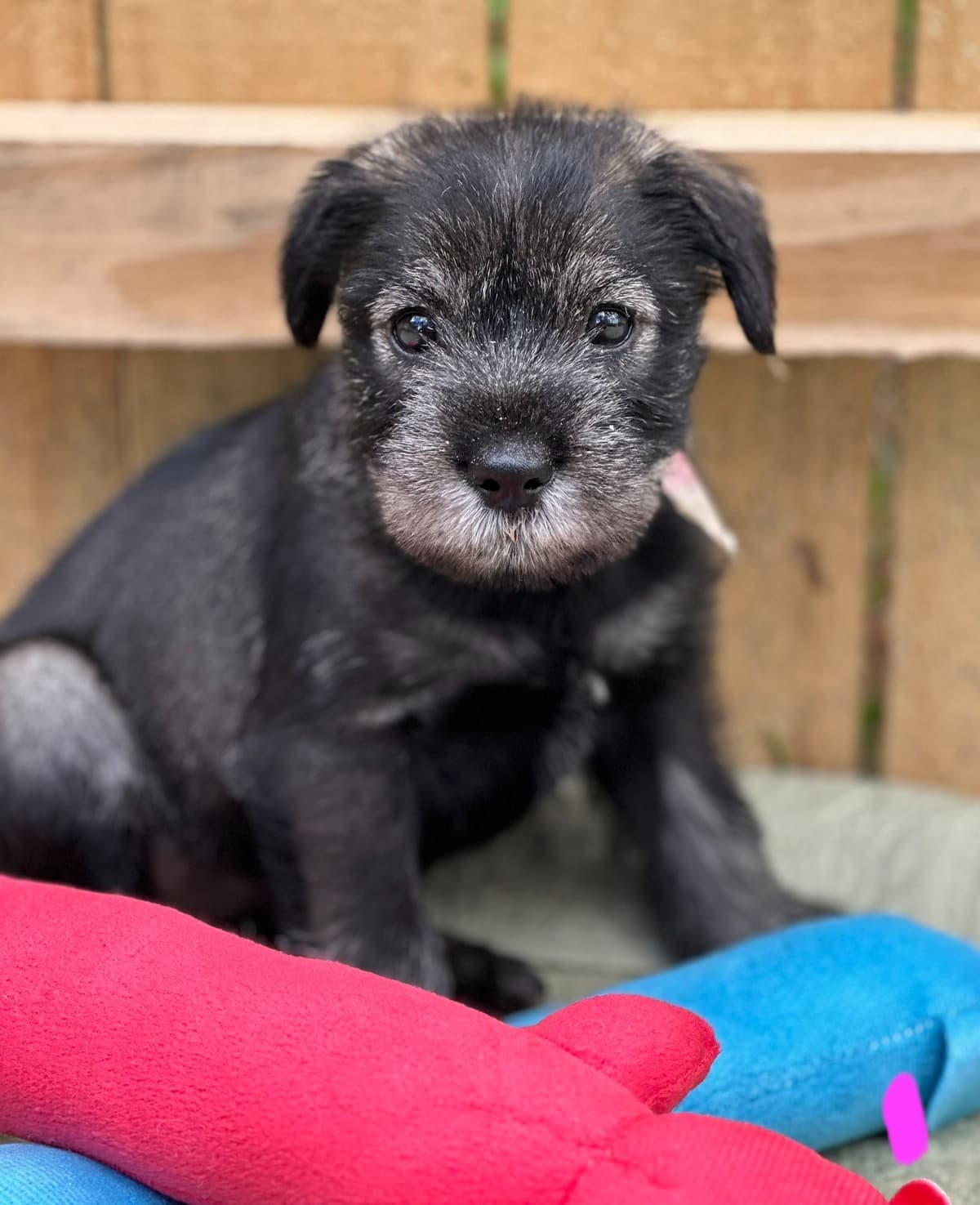 Standard Schnauzer Puppies breeder image 6