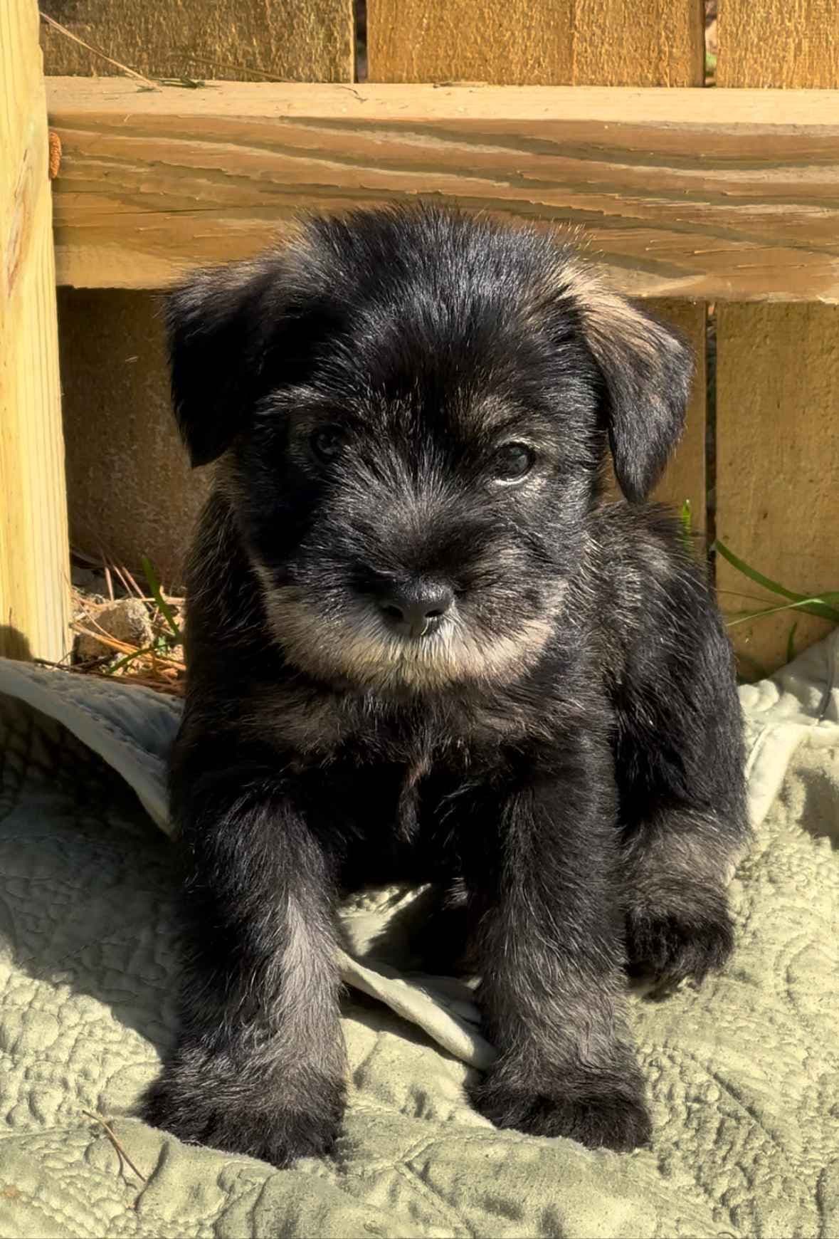 Standard Schnauzer Puppies breeder image 7