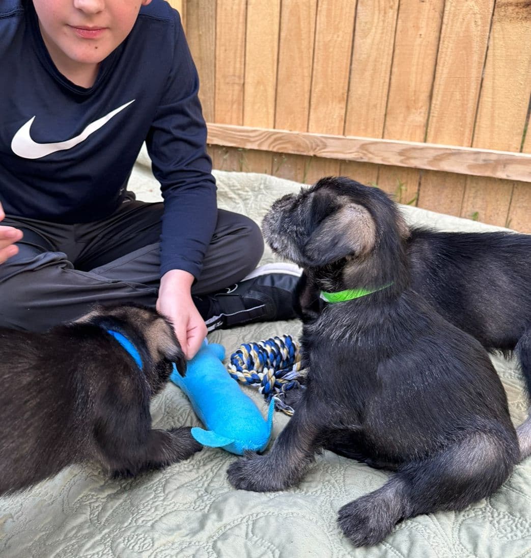 Standard Schnauzer Puppies breeder image 8