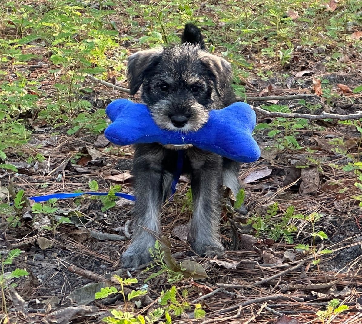 Standard Schnauzer Puppies breeder image 1