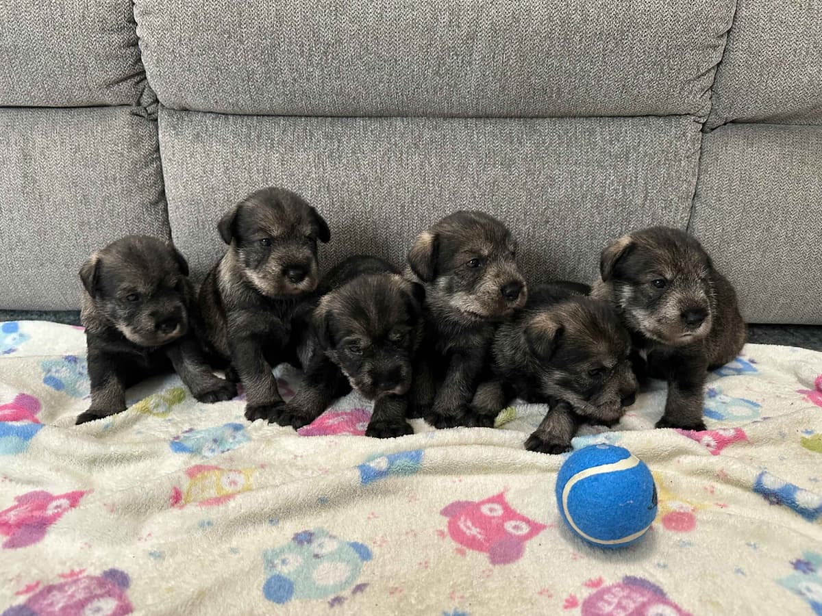 Standard Schnauzer Puppies breeder image 9