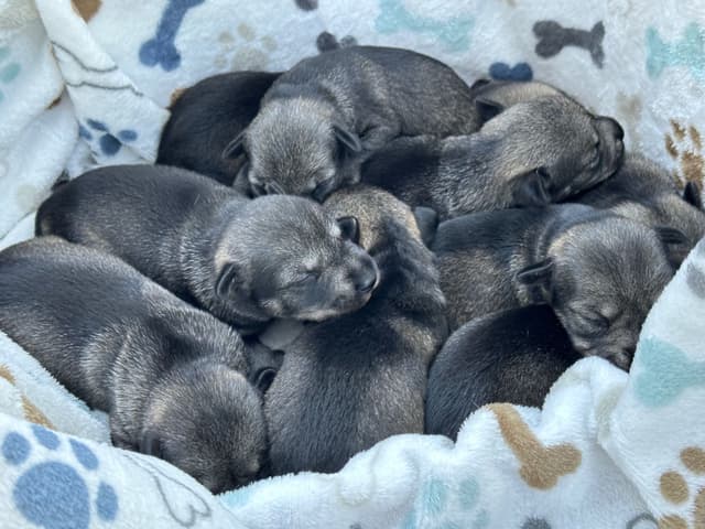 Standard Schnauzer Puppies media 6