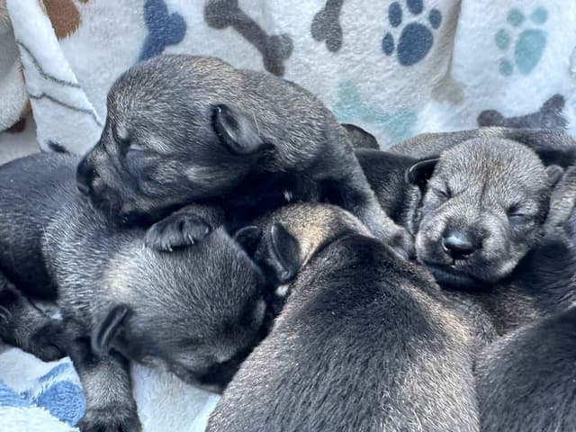 Standard Schnauzer Puppies media 7