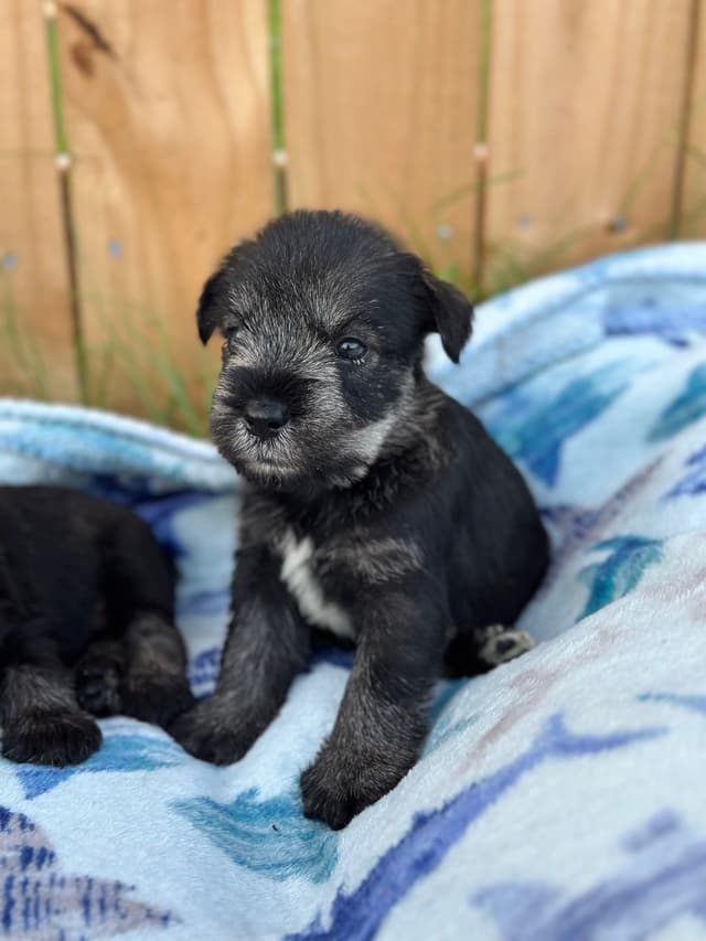 Standard Schnauzer Puppies media 2