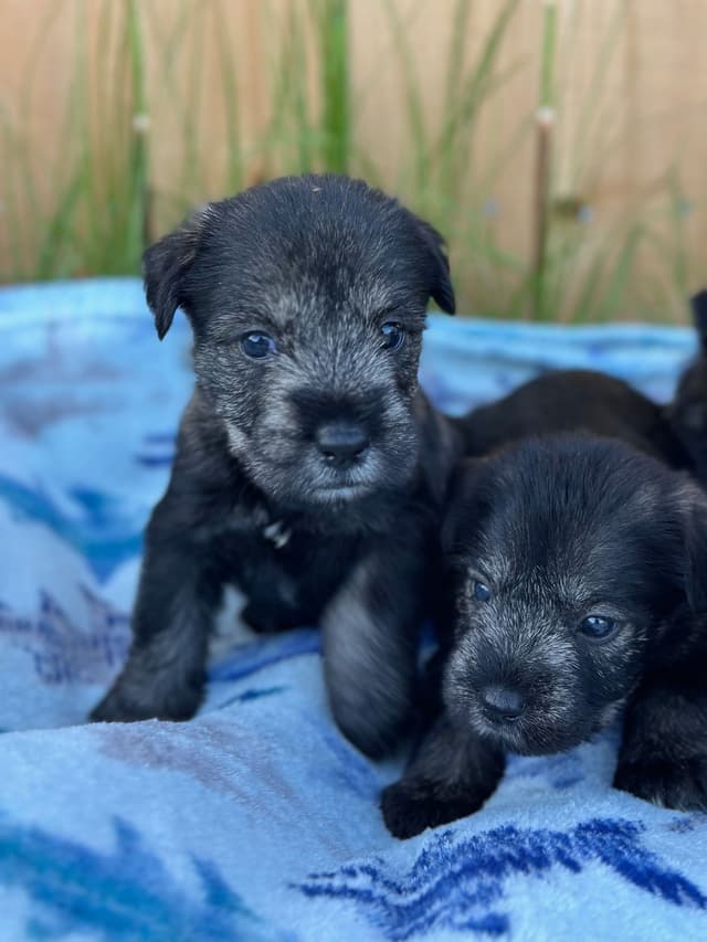 Standard Schnauzer Puppies media 4