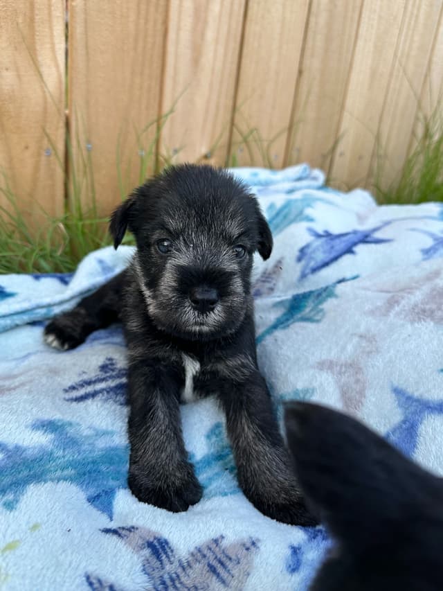 Standard Schnauzer Puppies media 3