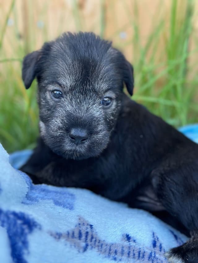 Standard Schnauzer Puppies media 5