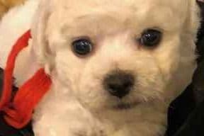 Bichon Frise Puppies breeder image 2