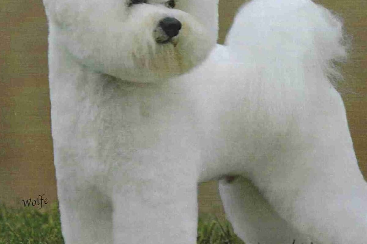 Bichon Frise Puppies breeder image 3