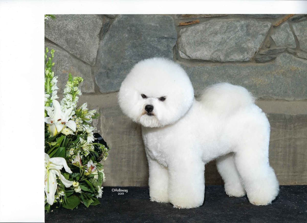 Bichon Frise Puppies breeder image 5