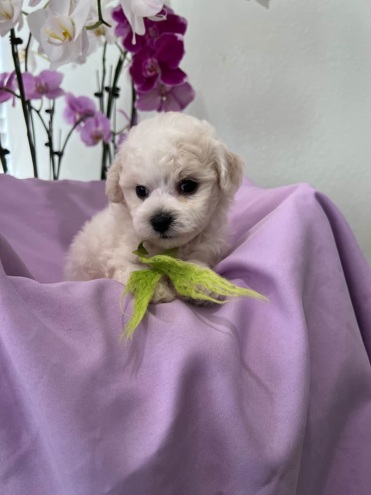 Bichon Frise Puppies breeder image 6