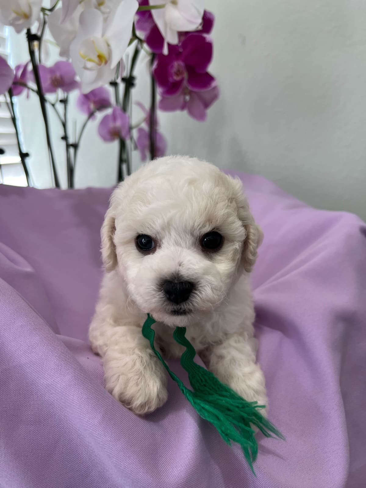 Bichon Frise Puppies breeder image 7