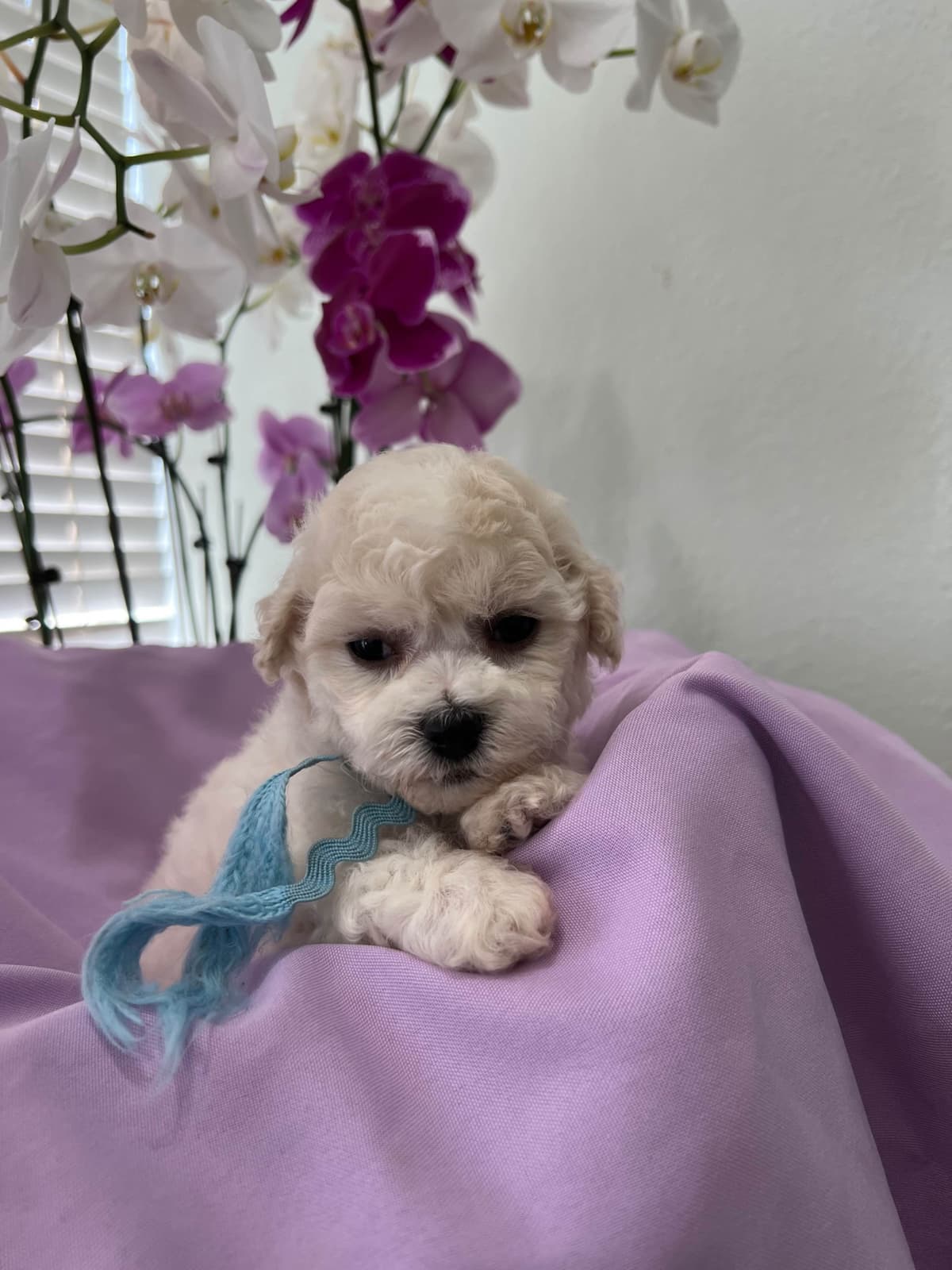 Bichon Frise Puppies breeder image 8