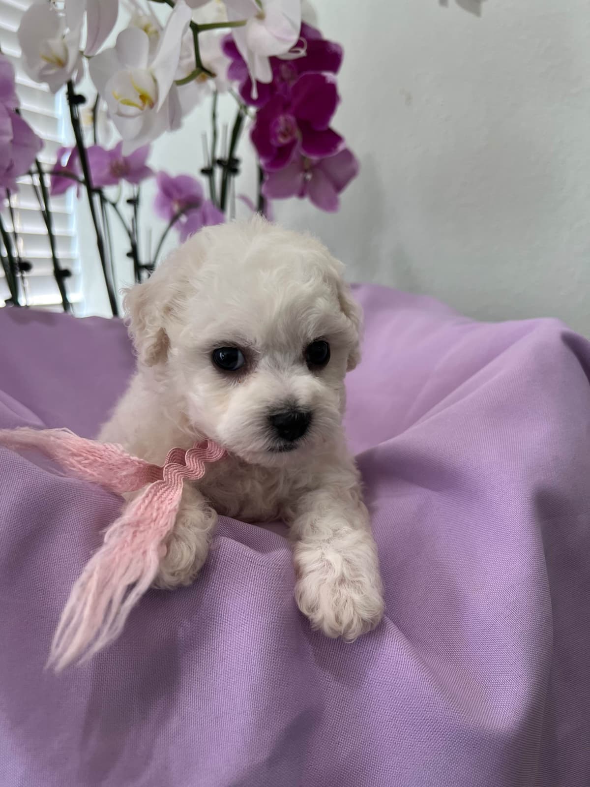 Bichon Frise Puppies breeder image 10