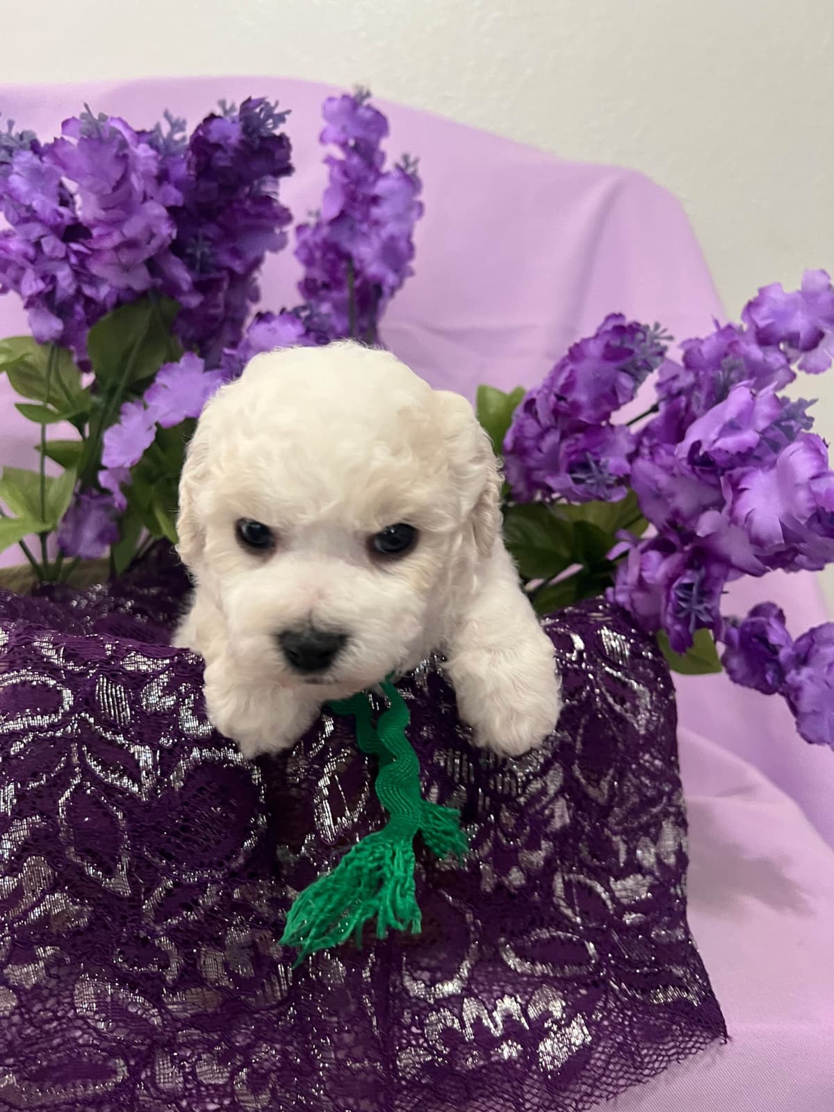 Bichon Frise Puppies breeder image 13