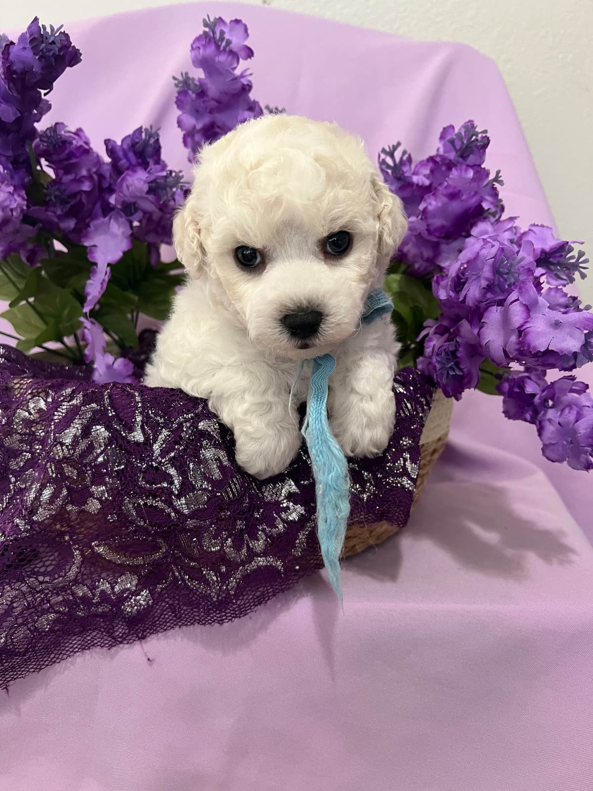 Bichon Frise Puppies breeder image 12