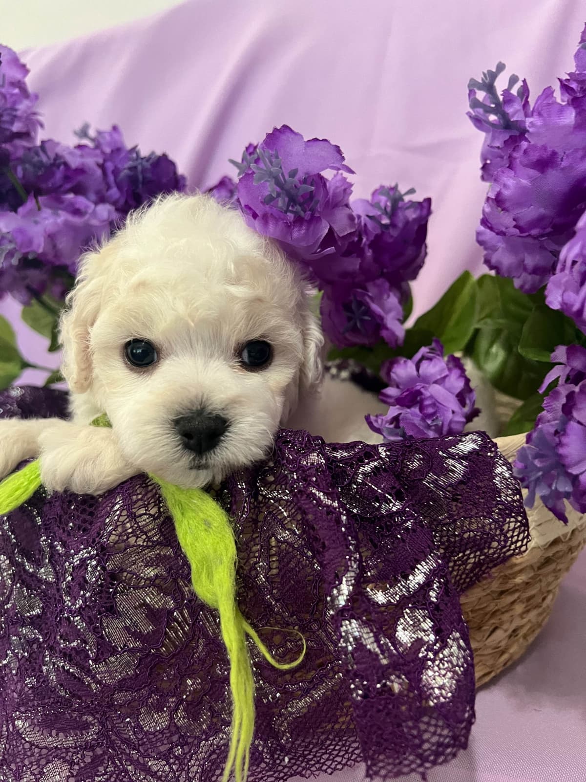 Bichon Frise Puppies breeder image 11