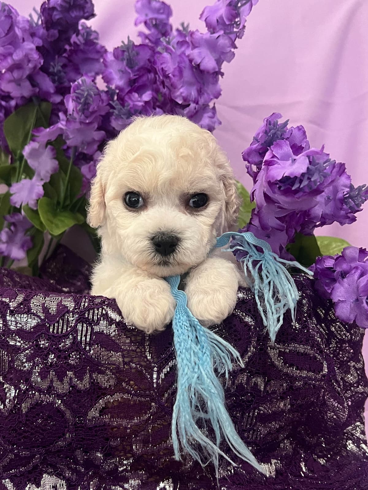 Bichon Frise Puppies breeder image 14