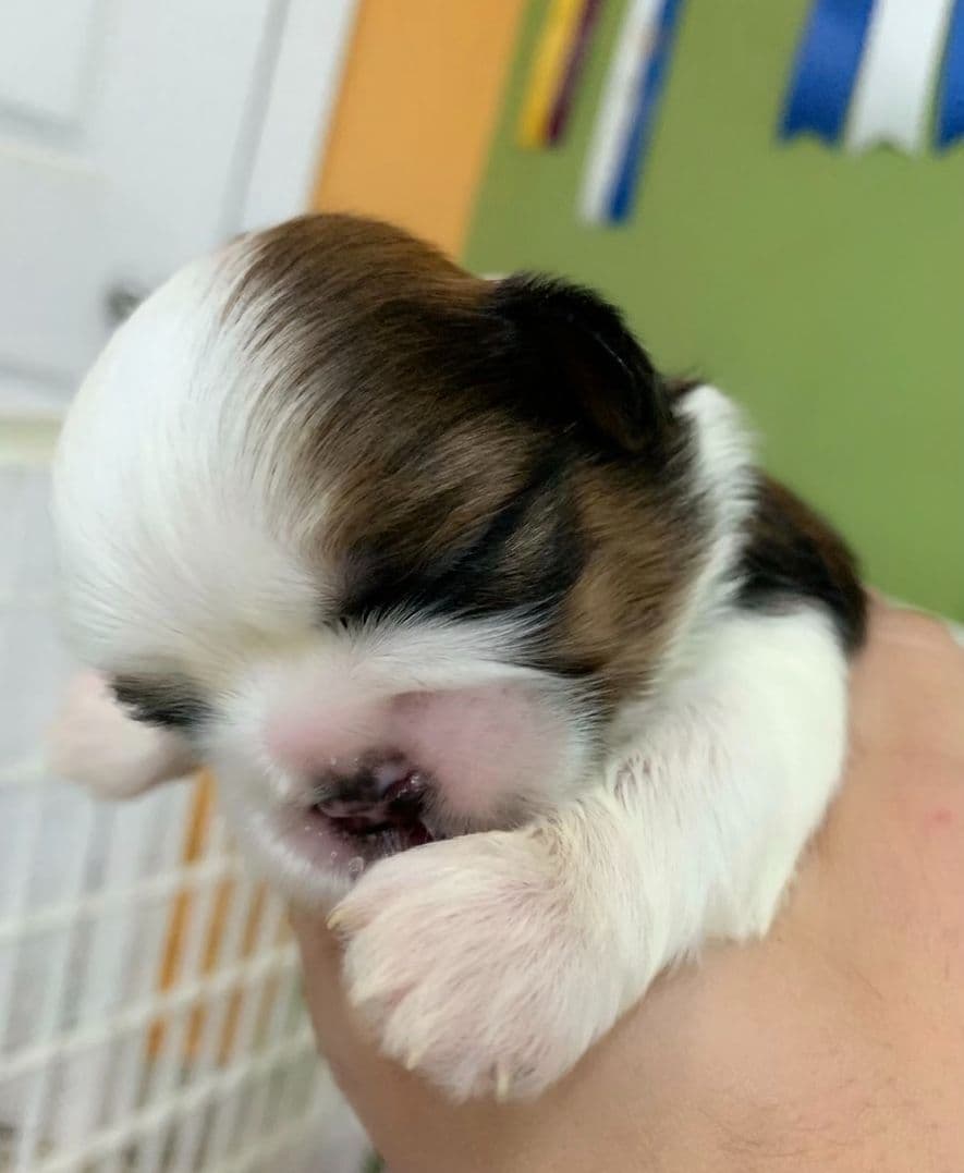 Shih Tzu Puppies breeder image 2