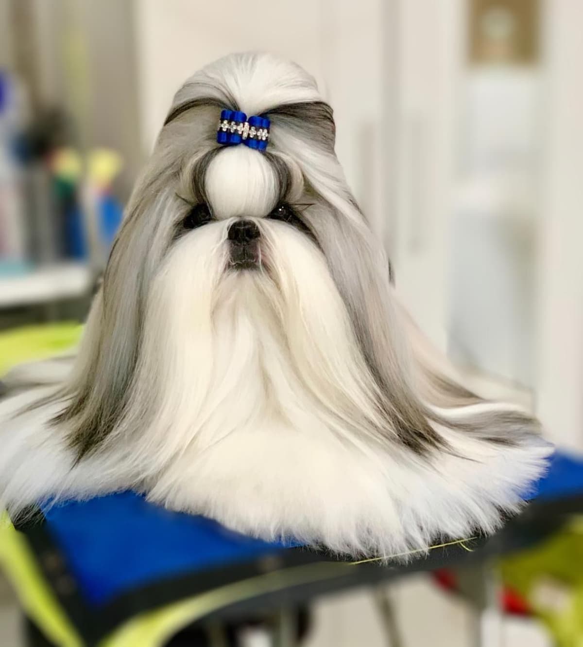Shih Tzu Puppies breeder image 6