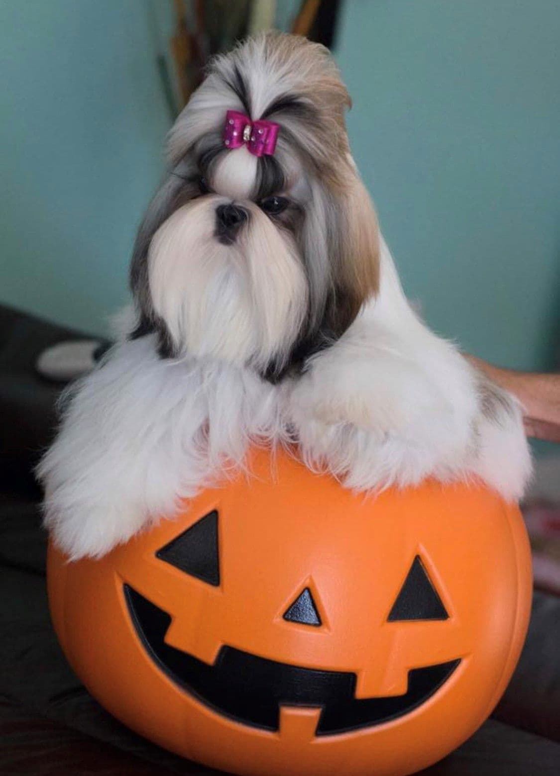 Shih Tzu Puppies breeder image 8