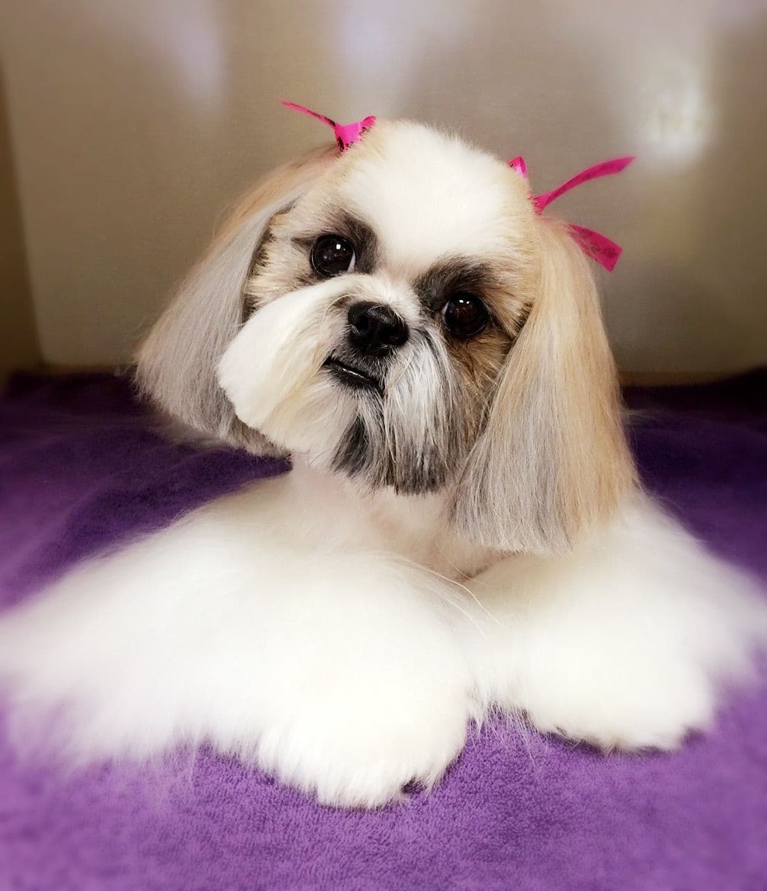 Shih Tzu Puppies breeder image 9