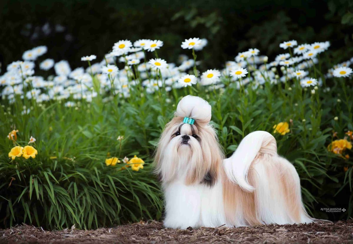 Shih Tzu Puppies breeder image 10