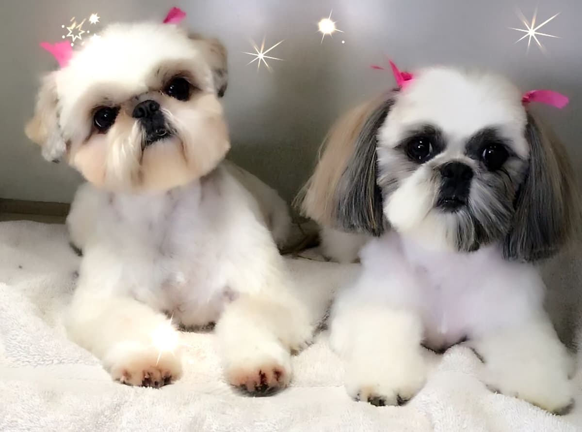Shih Tzu Puppies breeder image 11
