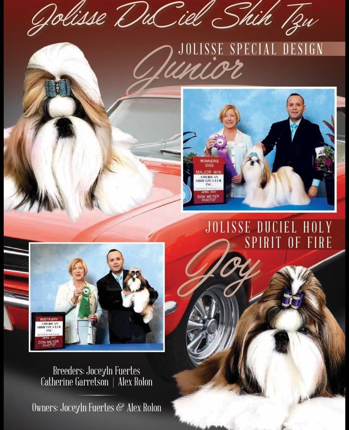 Shih Tzu Puppies breeder image 12