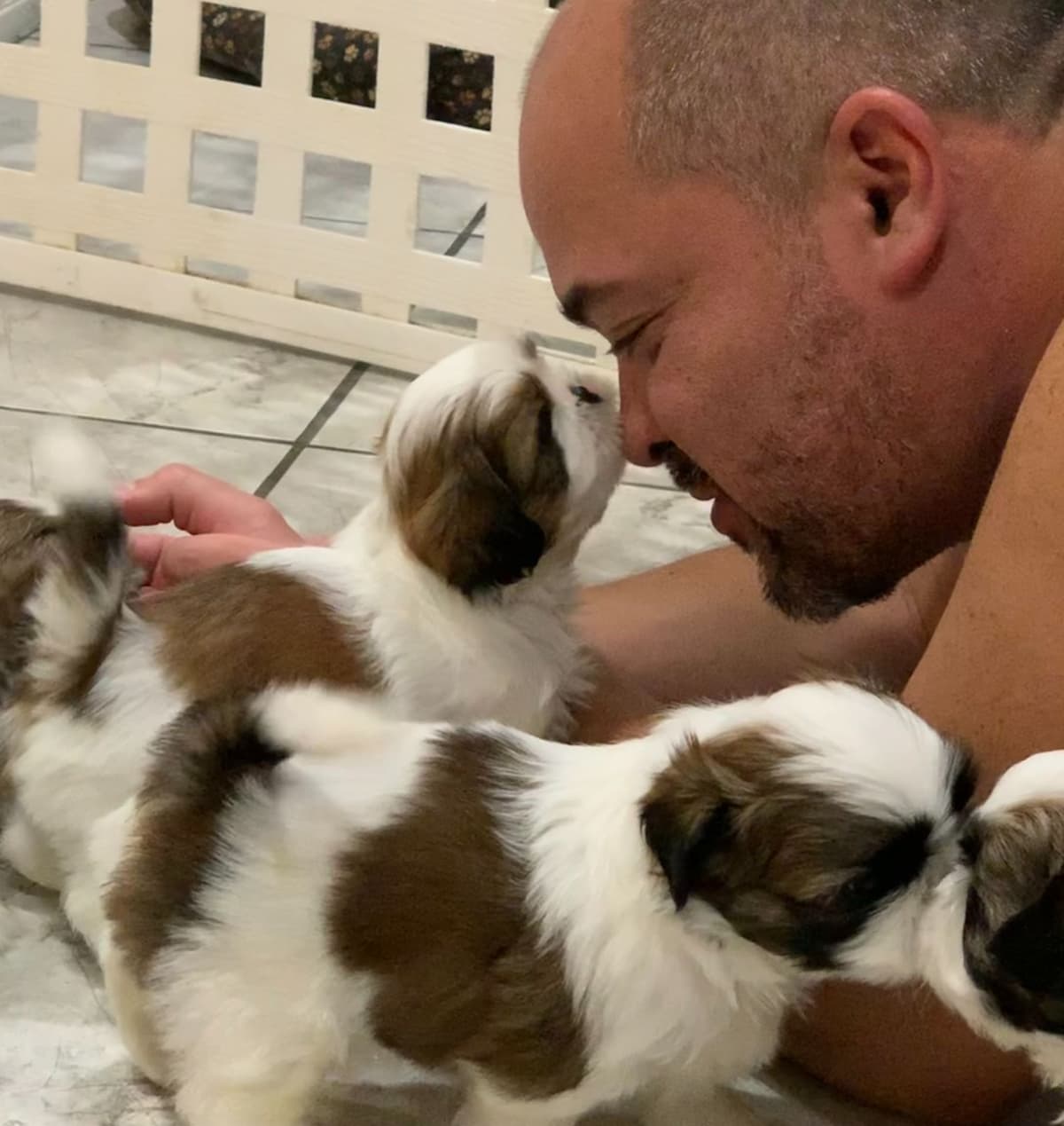 Shih Tzu Puppies breeder image 14